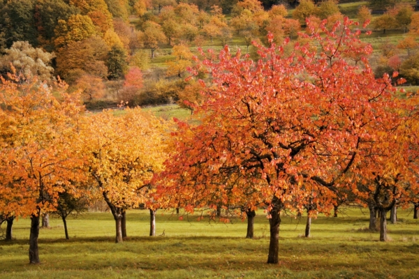 GUARDI Österreich Bäume Laub Obst Obstbaum Herbst jung klein
