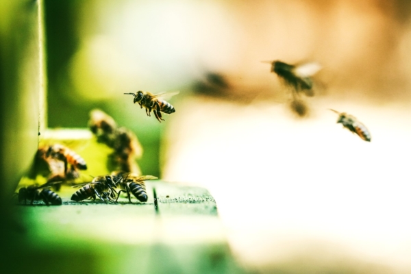GUARDI Gartenmonat April Bienen Nützlinge Insekten Helfer nützlich