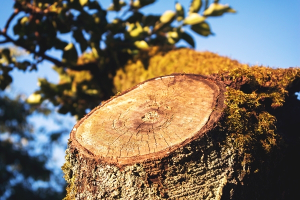 GUARDI Sägen Astsäge Ast Holz Baum Pflege