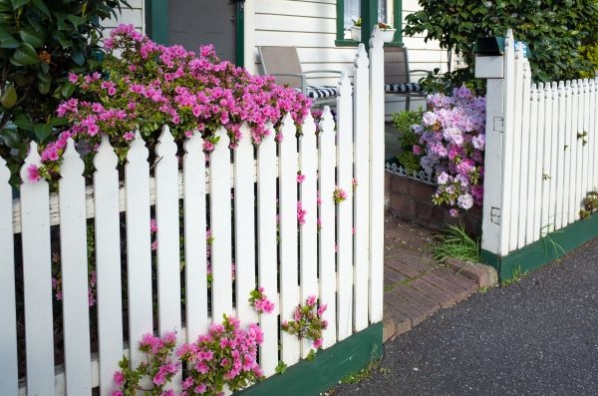 Man erkennt einen weißen Zaun mit rosa Blüten