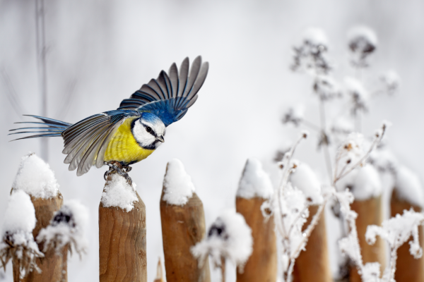 Gartenmonat Februar – Was ist zu tun