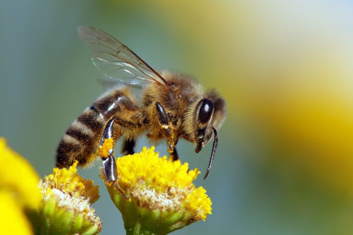 Man erkennt eine Wildbiene bei einer gelben Blume.