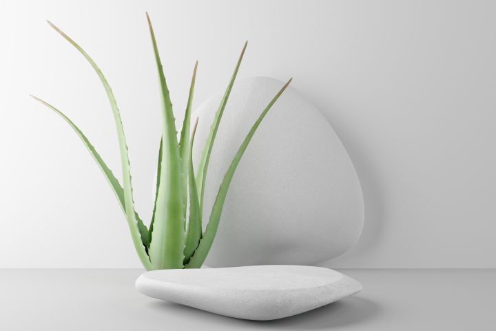 zu sehen ist eine Aloe Vera Pflanze und weiße Tischdekoration