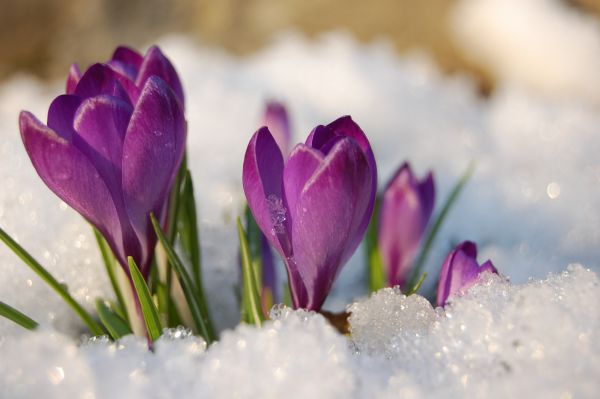 Man erkennt eine Krokus Blume im Schnee.