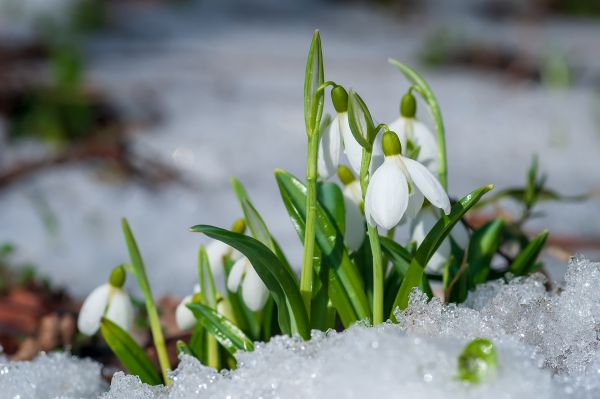 Zu sehen ist eine weiße Blume im Schnee.