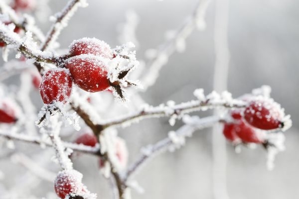 Pflanzen winterfest machen: Überlebenskünstler im Garten