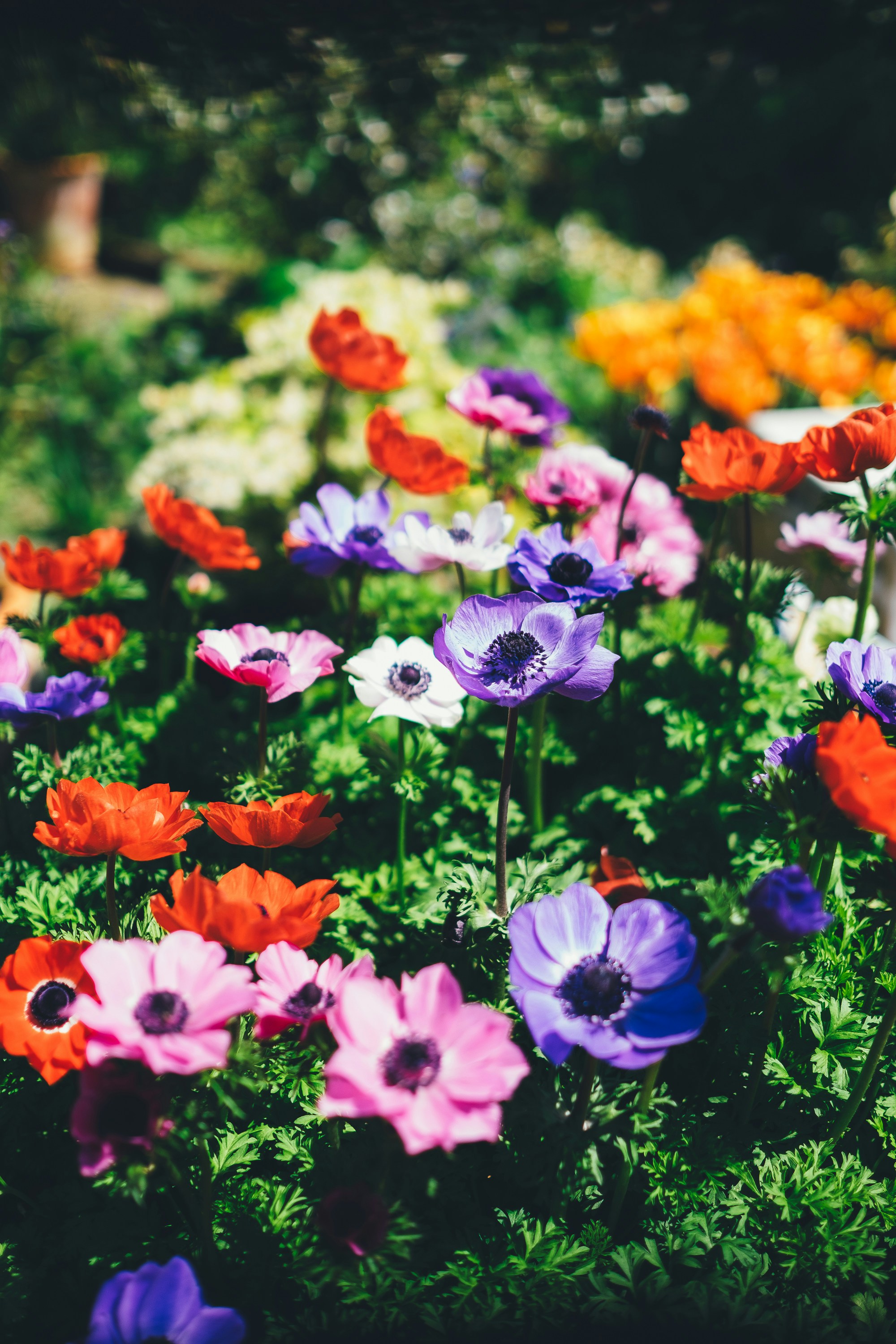 Verschiedenfarbige blühende Blumen in rot, lila und rosa